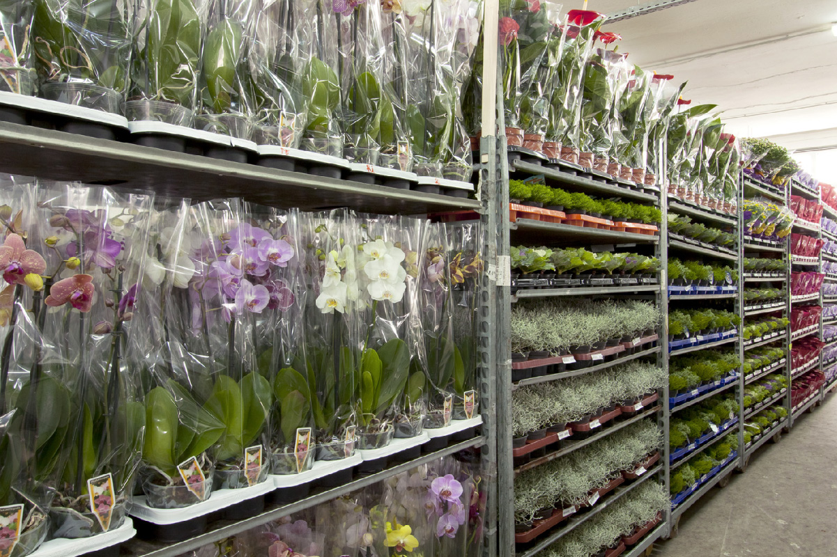 Slovak Flowers regal